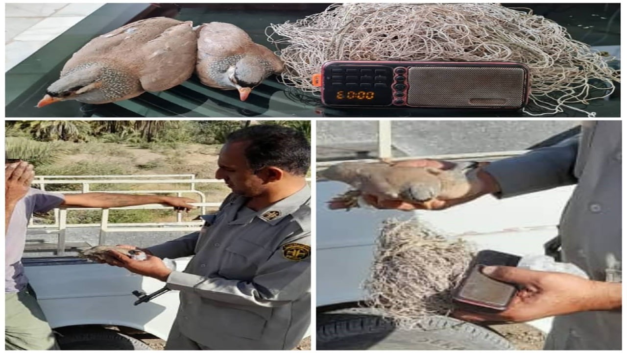 پرندگان زنده به خانه شکارچی متخلف نرسیدند
