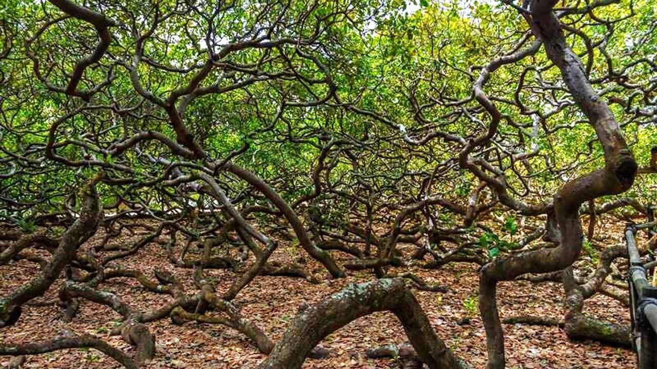 بزرگترین درخت بادام زمینی در جهان + فیلم