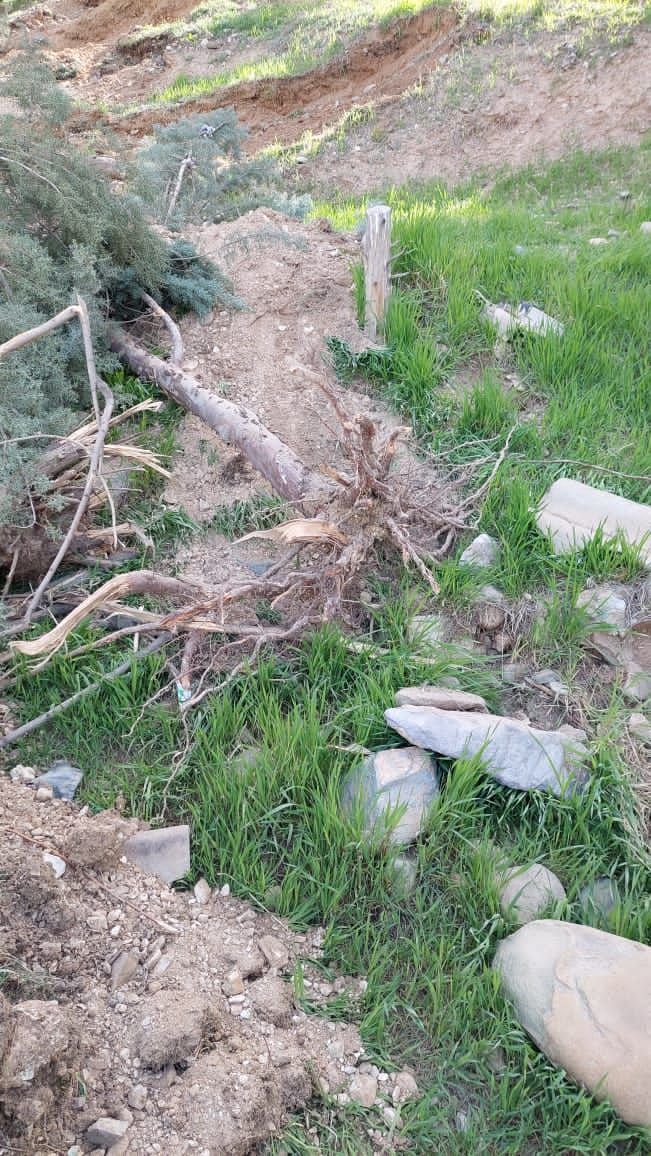 اولین تصاویر قطع درختان در موسسه ژئوفیزیک دانشگاه تهران