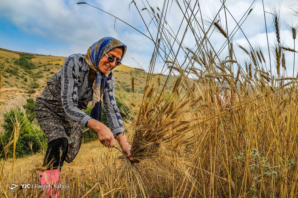 آغاز برداشت گندم از مزارع کشاورزی استان بوشهر