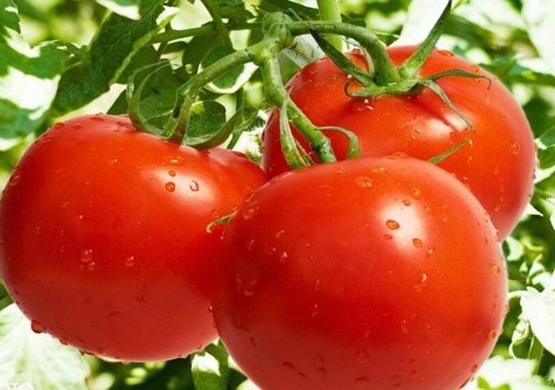 برداشت گوجه فرنگی از مزارع فارس