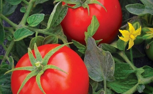 کمبود میوه سبب گرانی گوجه فرنگی شده است
