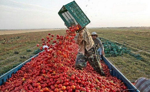 مشکل گوجه فرنگی تا هفته آینده حل می شود