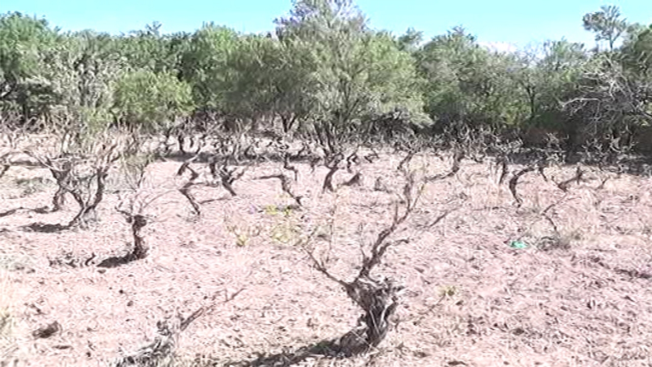 سرمازدگی به باغات منطقه بهمن
