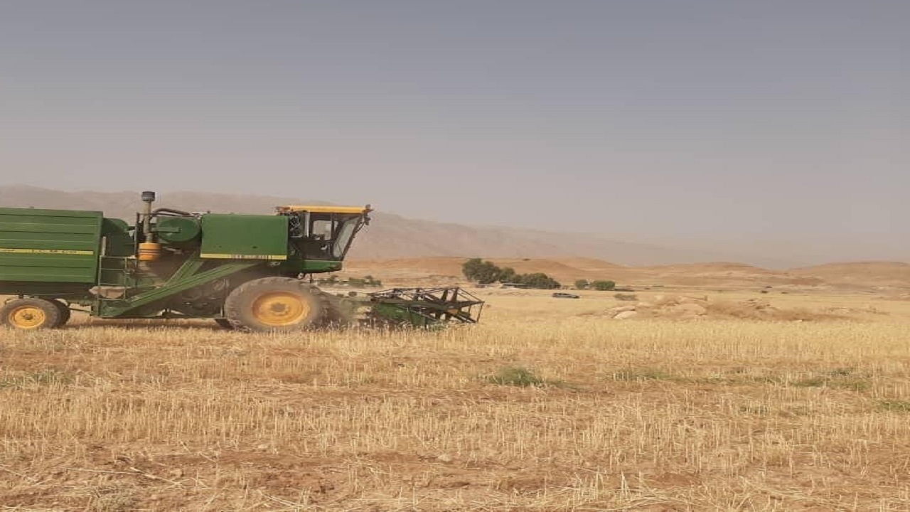 خرید تضمینی گندم در سیستان و بلوچستان از مرز ۷۱۱  تُن گذشت