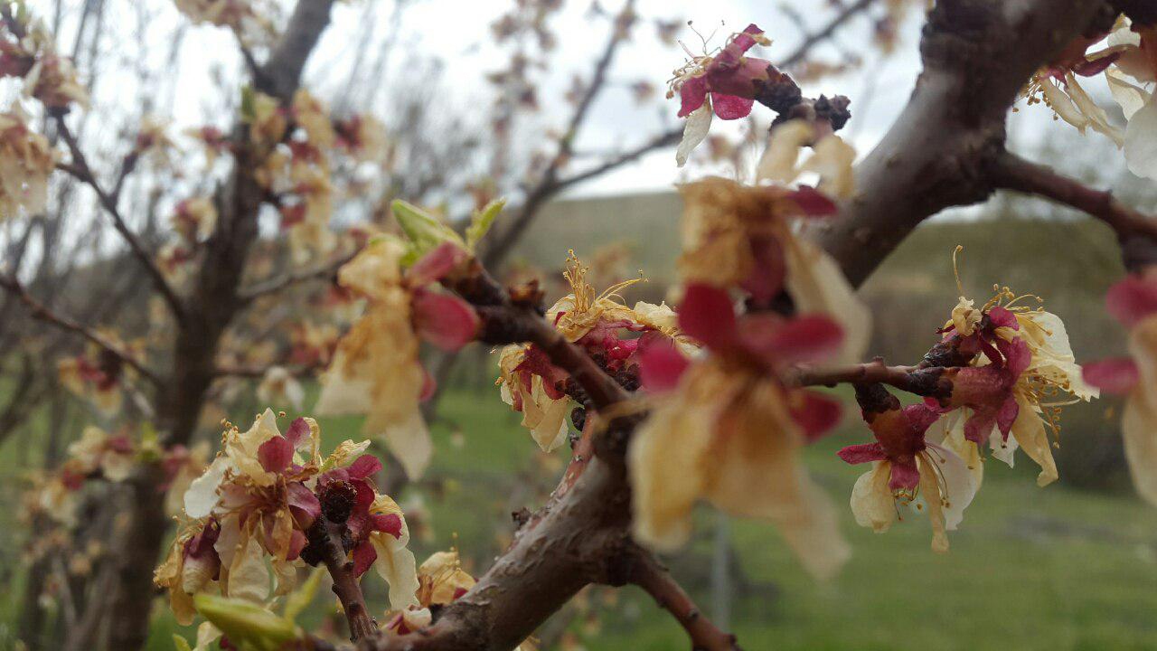 سرمازدگی بهاره به کشاورزی شهرستان خرم بید