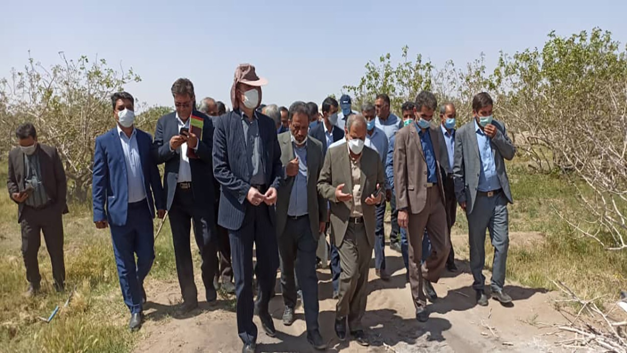سرمای بهاره به ۵۰ هزار هکتار از باغات پسته رفسنجان خسارت زد