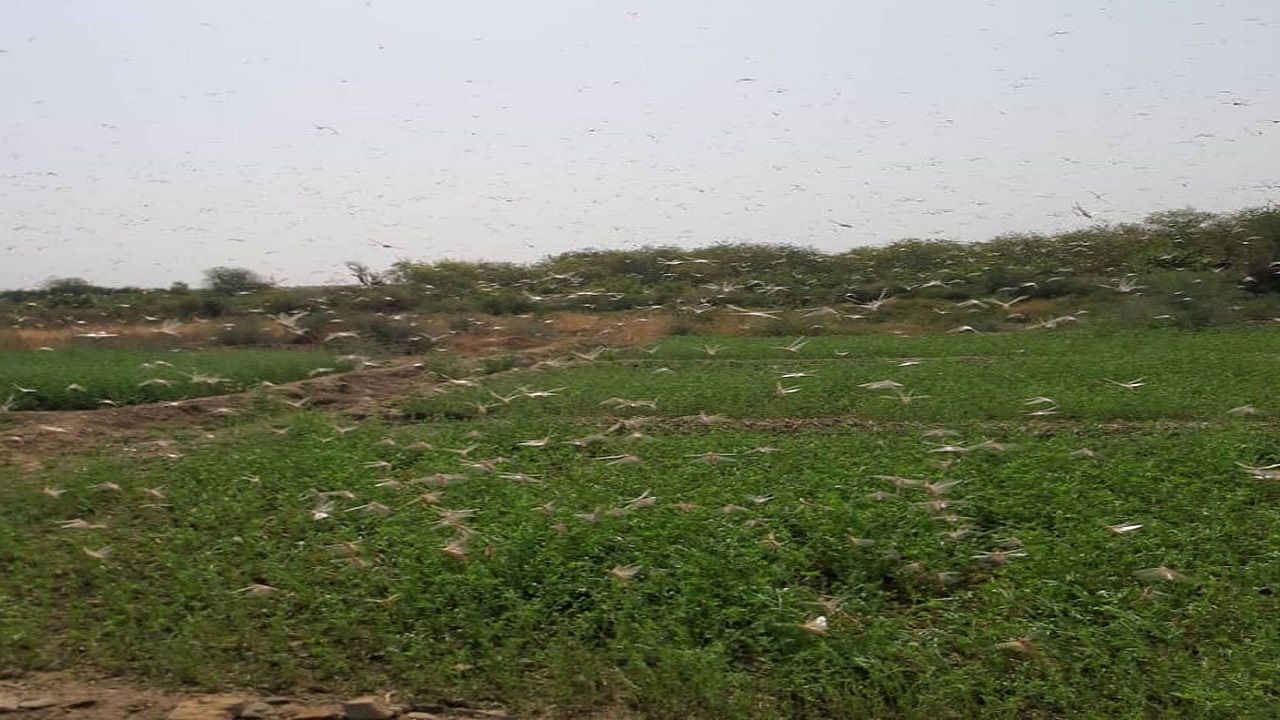 دیده‌بانی کارشناسان حفظ نباتات ایران و پاکستان در منطقه بلوچستان برای مبارزه با ملخ صحرایی
