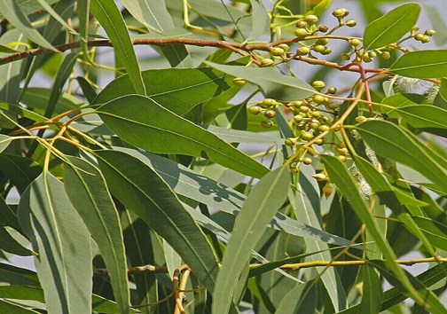 خواص در خت اکالیپتوس