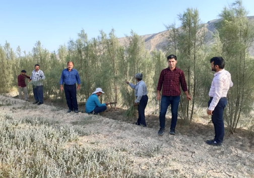 زراعت چوب ایجاد بازاری جدید با تولید مواد اولیه