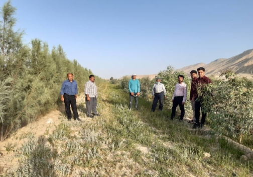 زراعت چوب ایجاد بازاری جدید با تولید مواد اولیه