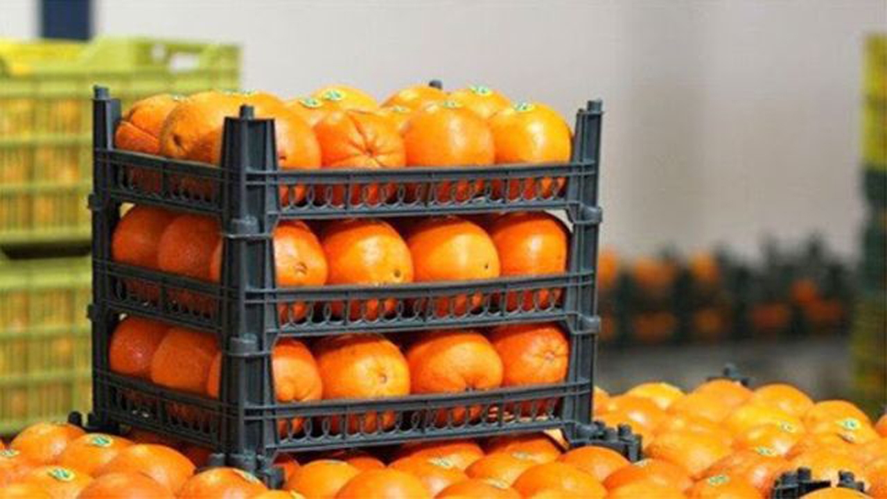 توزیع میوه تنظیم بازار در لامرد
