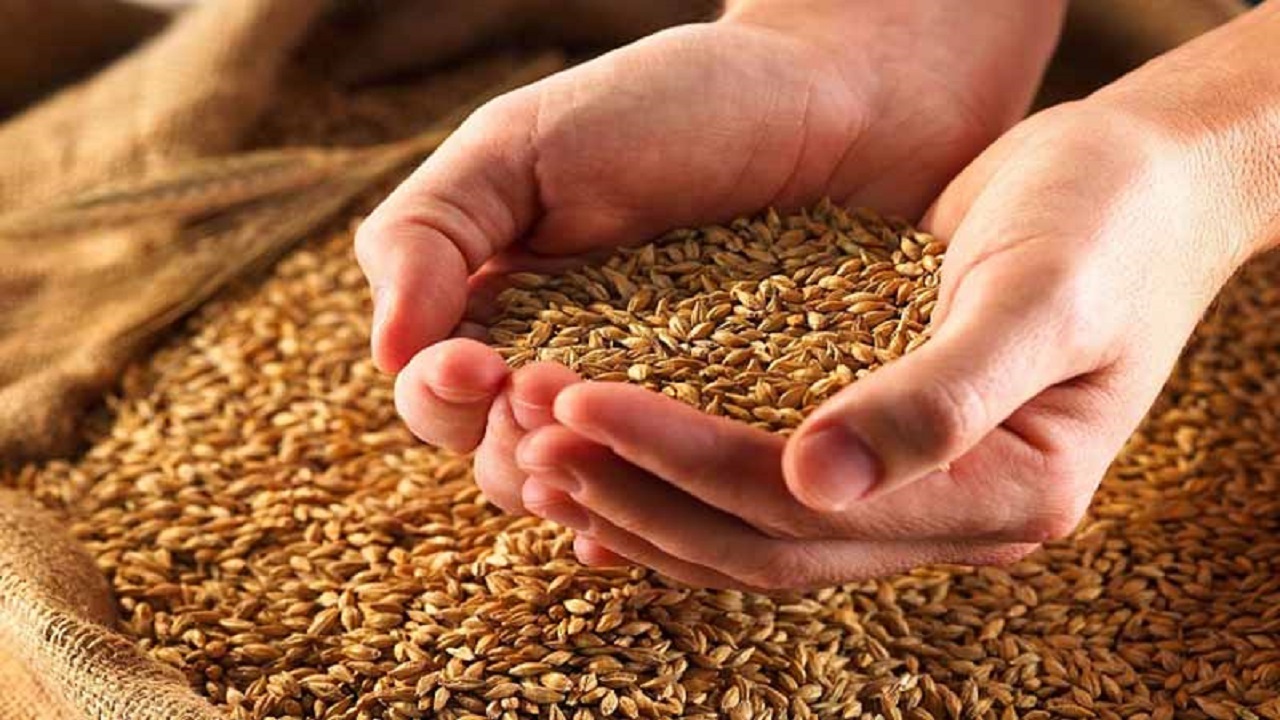 قیمت جدید خرید گندم هفته آینده اعلام می شود