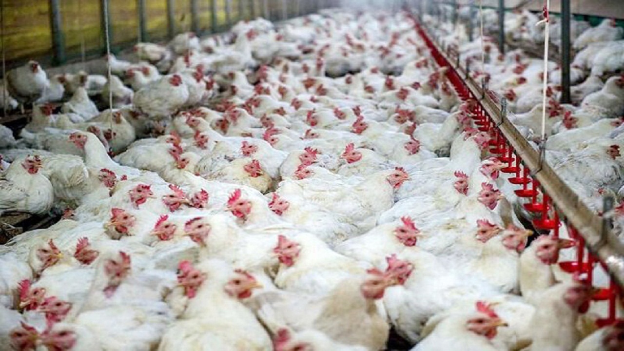 تولید مازاد بر نیاز مرغ در استان همدان