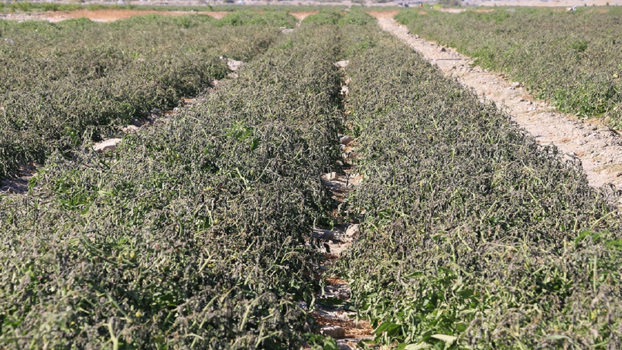 کاهش تولیدات محصولات زراعی در چهارمحال و بختیاری