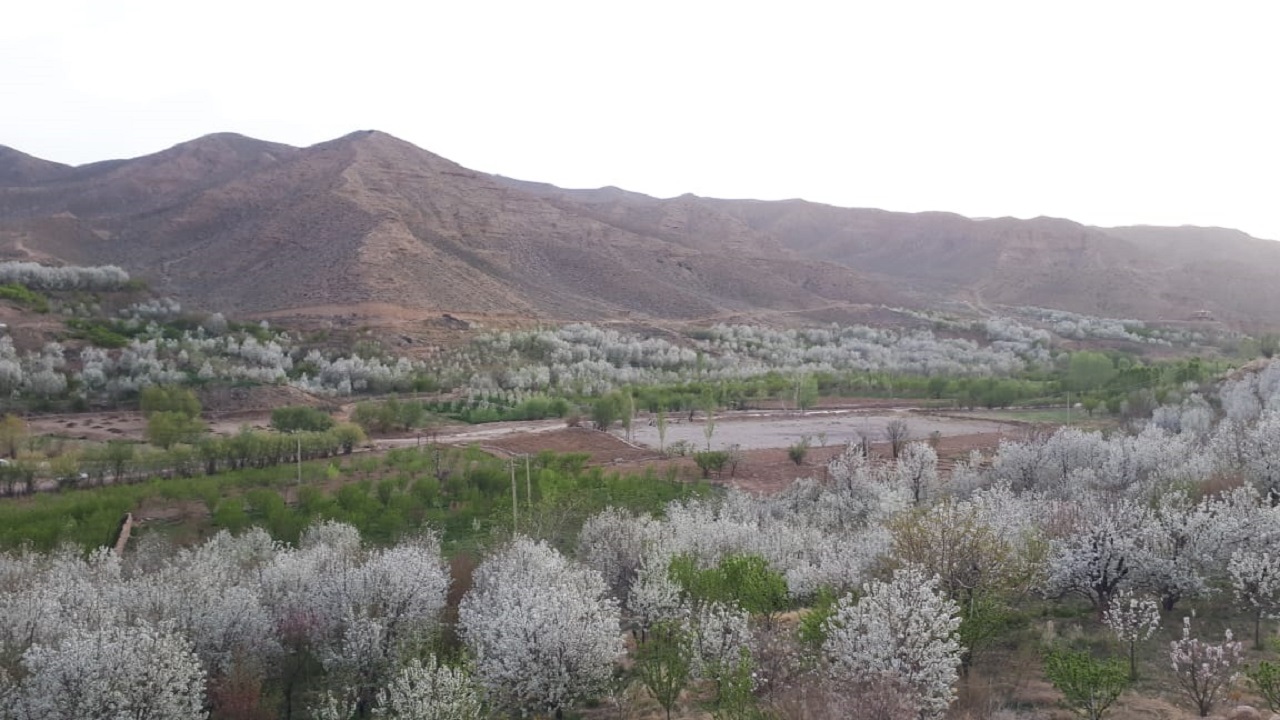 تصاویری از شکوفه های گیلاس در روستای سارکانلو