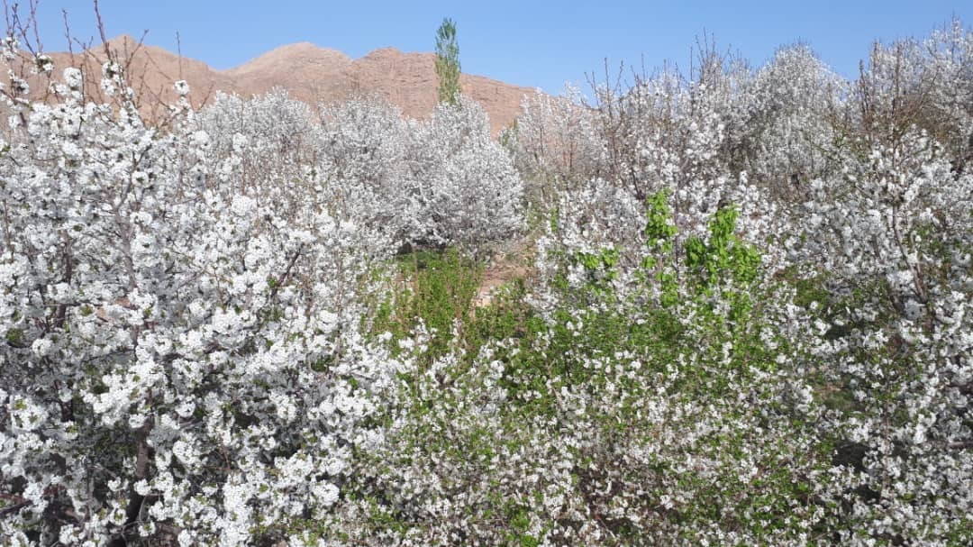 شکوفه های درختان گیلاس تصاویری از شکوفه های گیلاس در روستای سارکانلو