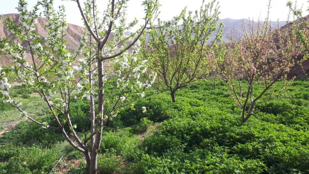 شکوفه های بهاری تصاویری از شکوفه های گیلاس در روستای سارکانلو