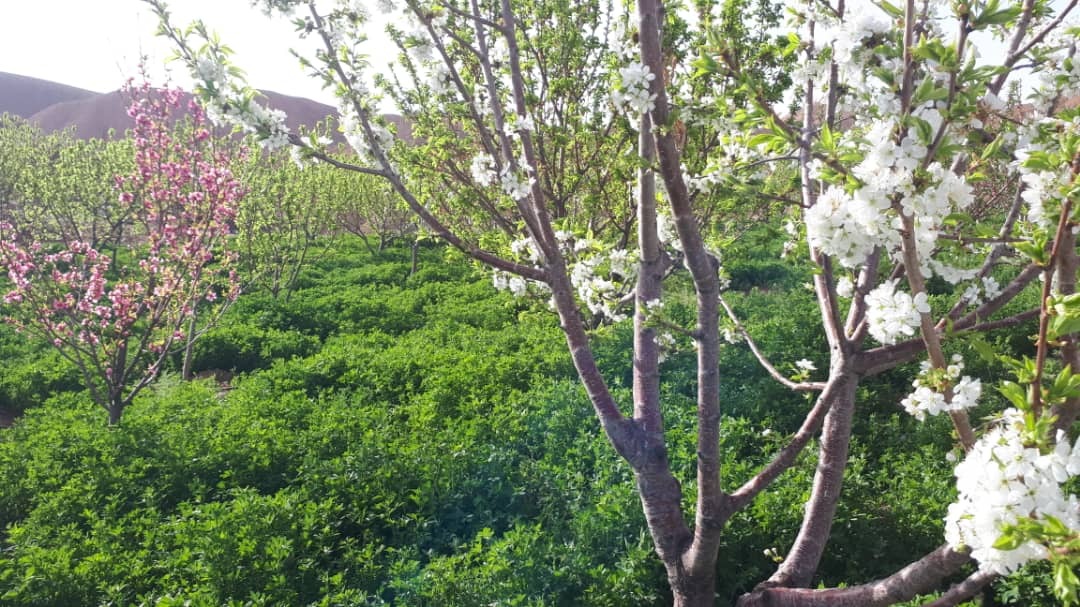 شکوفه های گیلاس تصاویری از شکوفه های گیلاس در روستای سارکانلو