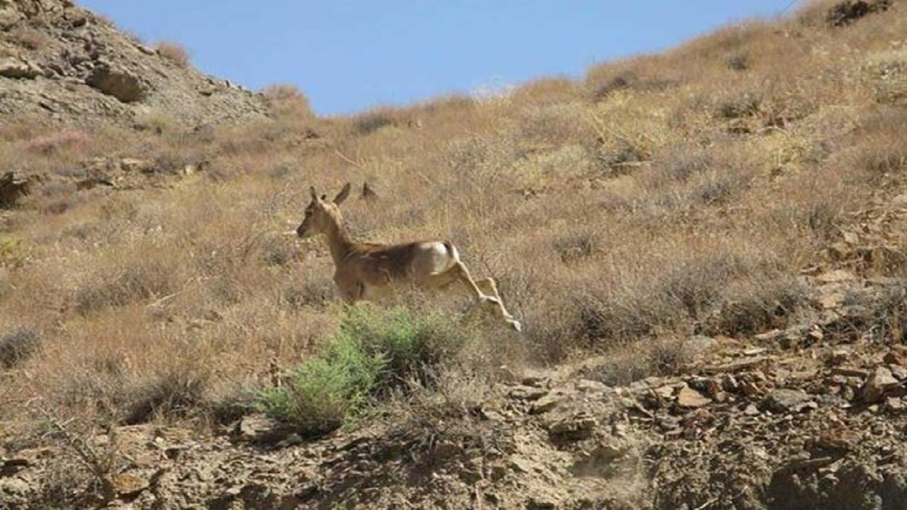 خشکسالی بلای جان حیات وحش
