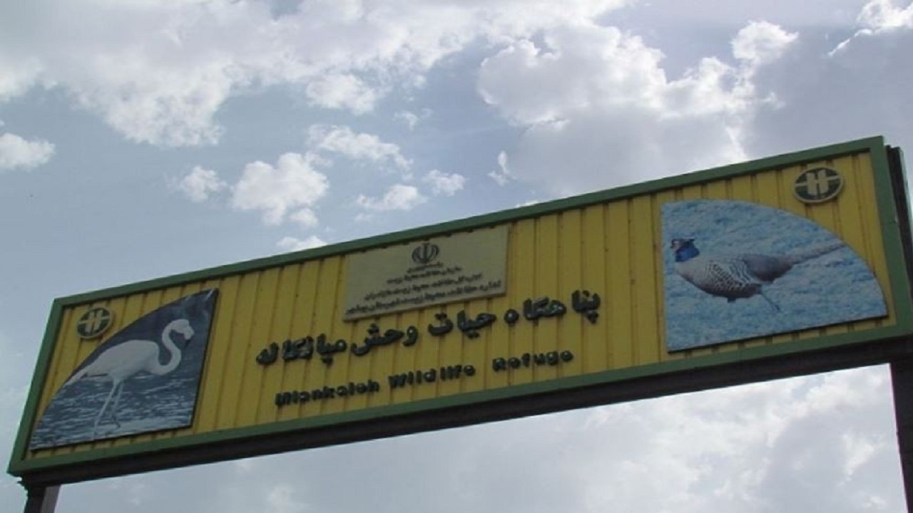وضعیت پرندگان میانکاله ساماندهی می‌شود