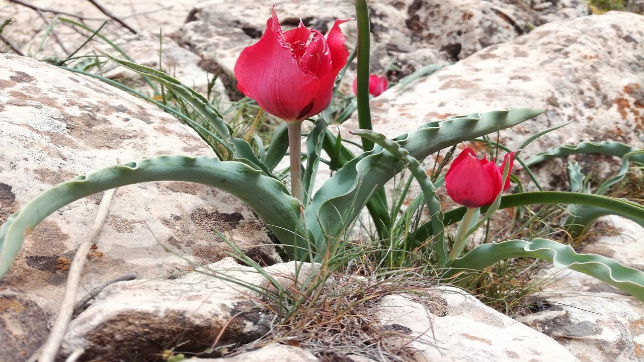 رشته کوه های زاگرس میزبان گل های بهاری شد + فیلم