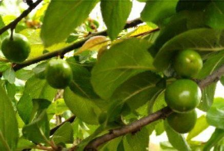به بار نشستن درختان آلوچه در منطقه بندپی + تصاویر
