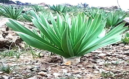 بهار و طعم خوش گیاهی نام آشنا در خراسان شمالی