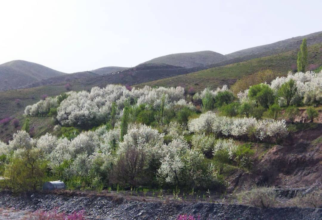 تقابل رنگ های بهاری در قاب دره ارغوان تقابل رنگ های بهاری در قاب دره ارغوان+ تصویر