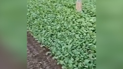 نحوه ساخت پنجره شیشه‌ای + فیلم