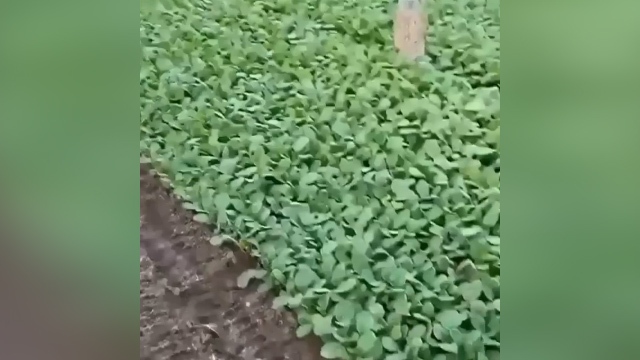 برداشت مکانیزه تربچه + فیلم