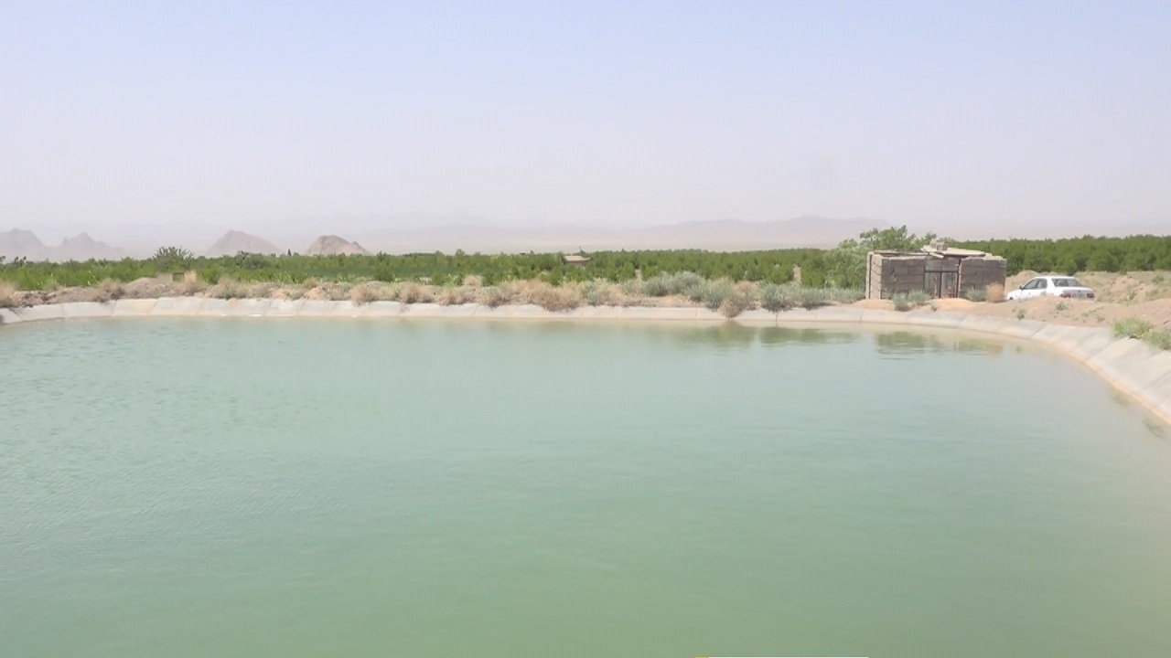 ماهی‌هایی که دینا را به کام مرگ کشاندند