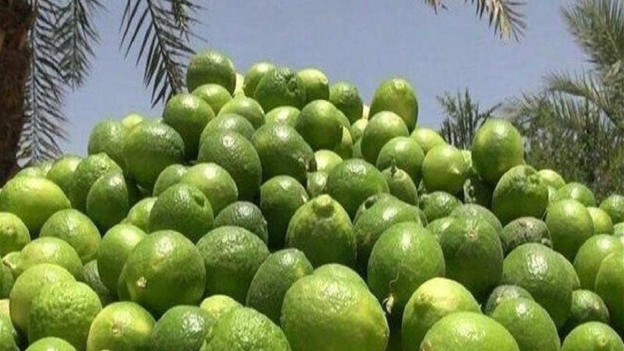 لیمو ترش توکهور وهشتبندی روانه بازار شد