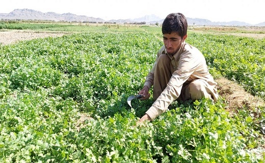 سبزی که هنگام سحر برداشت می شود تا افطار برسفره ها باشد