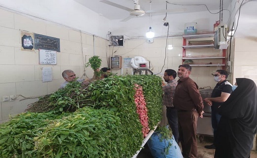 سبزی که هنگام سحر برداشت می شود تا افطار برسفره ها باشد