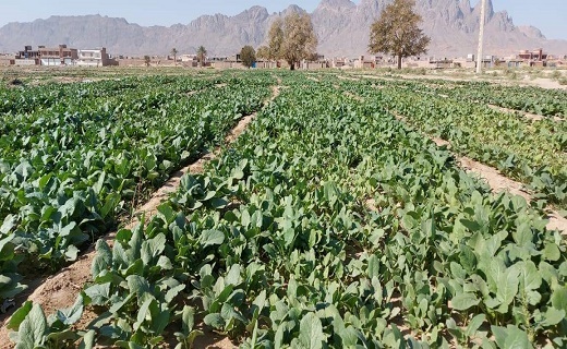 سبزی که هنگام سحر برداشت می شود تا افطار برسفره ها باشد