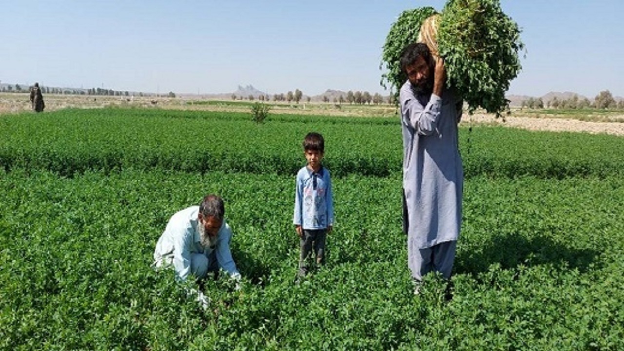 سبزی که هنگام سحر برداشت می شود تا افطار برسر سفره ها باشد