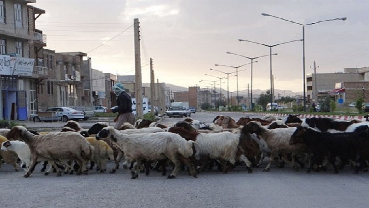 نگهداری دام در شهر بهداشت عمومی را به خطر می اندازد