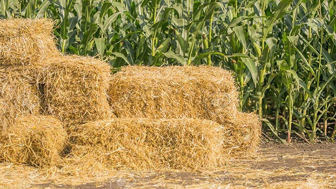ممنوعیت خروج کاه و کلش از استان ایلام