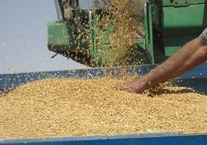 پیش بینی تولید بیش از ۳۹ هزار تن گندم و کلزا از زمین‌های کشاورزی در شادگان