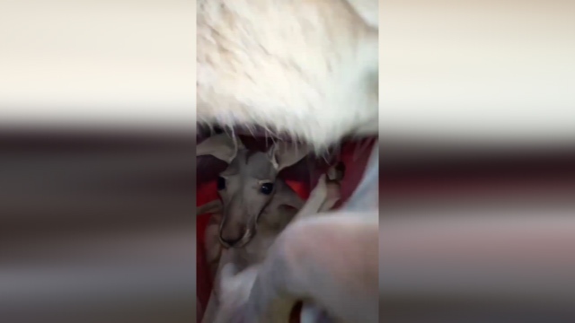کیسه کانگورو از نمایی نزدیک + فیلم
