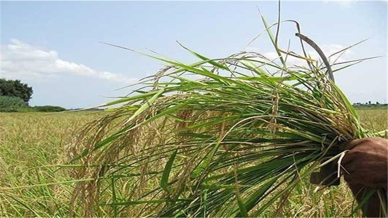 خسارت ۱۱ هزار میلیارد ریالی سرمازدگی به کشاورزی شیراز