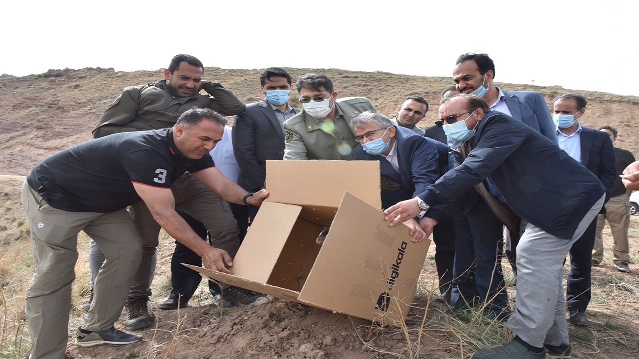 رها سازی پرندگان شکاری تیمار شده در البرز