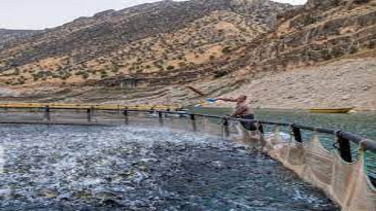 برداشت ۵٠ تن ماهی گرمابی از استخرهای پرورش ماهی ایرانشهر