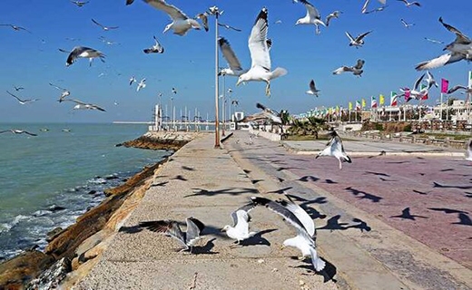 ساحل بوشهر