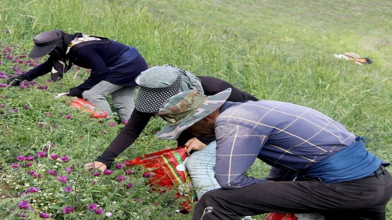 ۱۳۰ میلیارد تومان ارزش سالانه محصولات فرعی جنگل و مرتع در اصفهان
