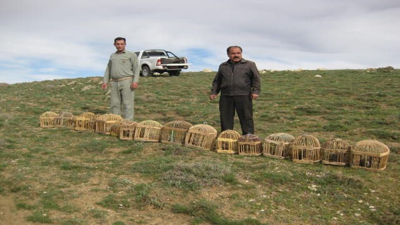 بازگشت ۱۷ قطعه کبک وحشی به دامان طبیعت سقز