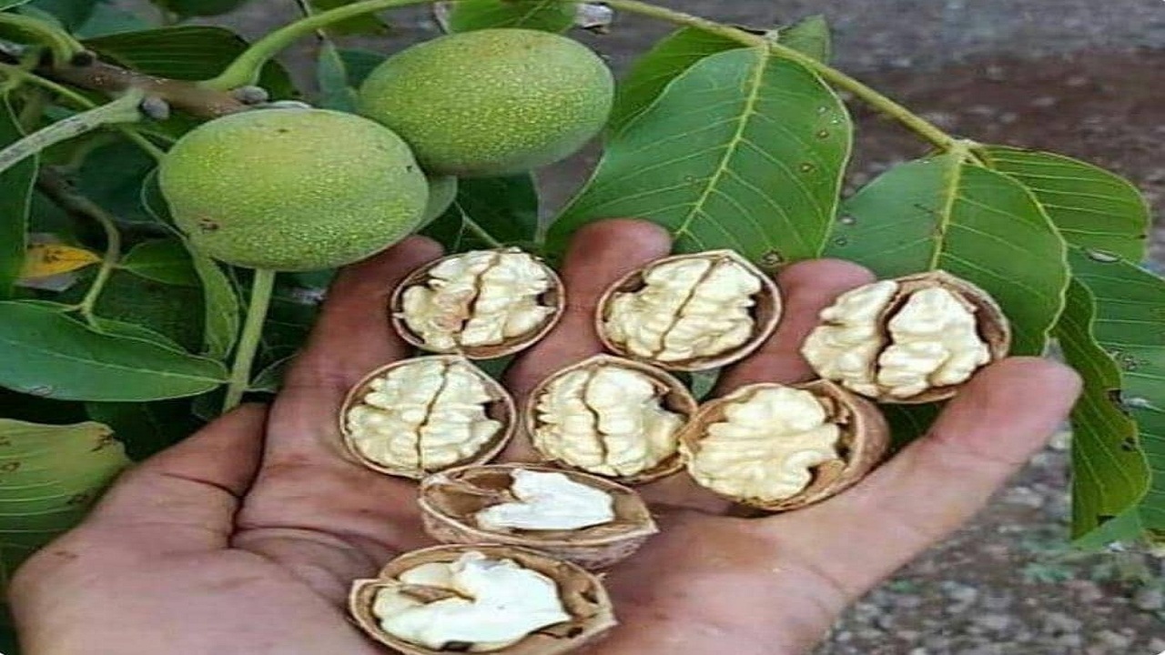 ورود سرشاخه کاران خبره برای تغییر ارقام گردو در زرند
