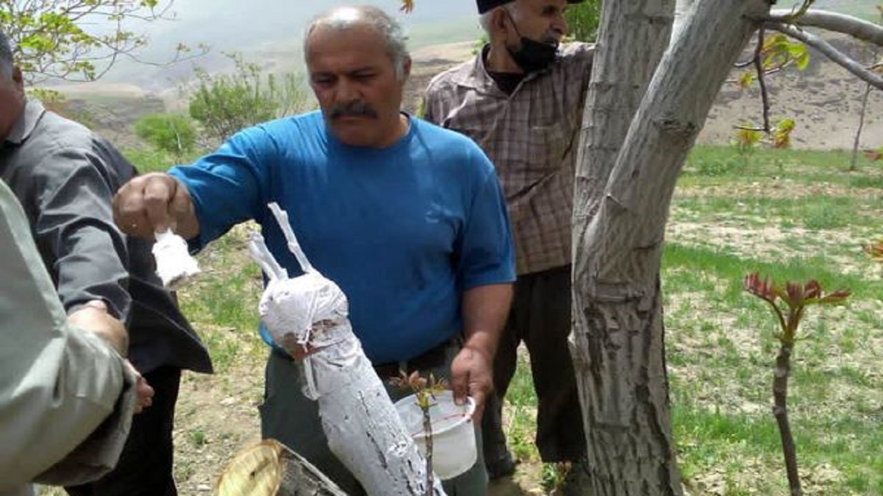 سرشاخه کاری درختان تولیدات باغی را تا حد چشمگیری افزایش می‌دهد