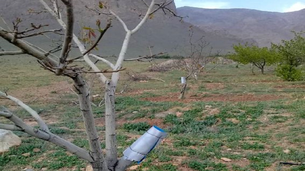 سرشاخه کاری، راه اصلاح باغات کم‌بارده شهرستان شهرکرد